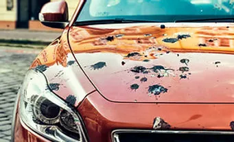 Bird Dropping Removal