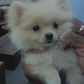 Pet Hair Removal
